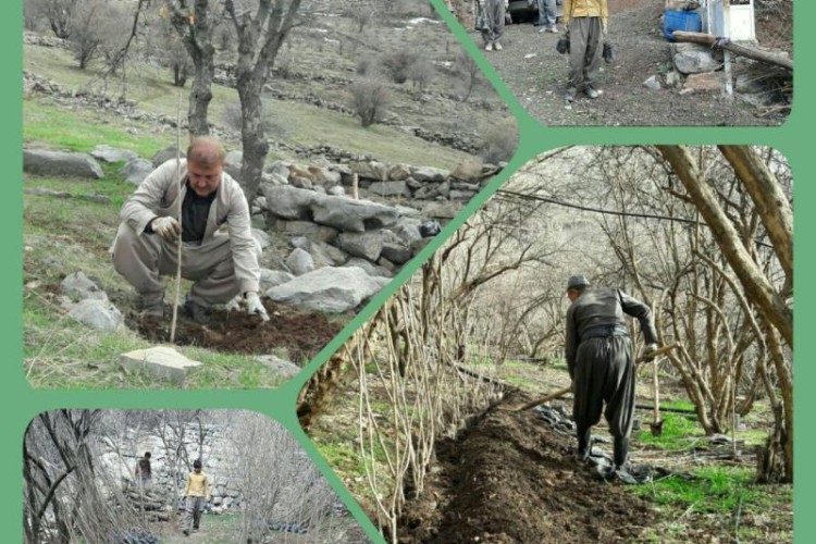 درخت توت نماد قوت ونان