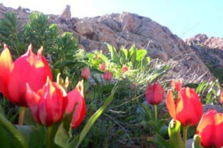 عوامل موثر بر نامگذاری سال و رسومات مرسوم آن