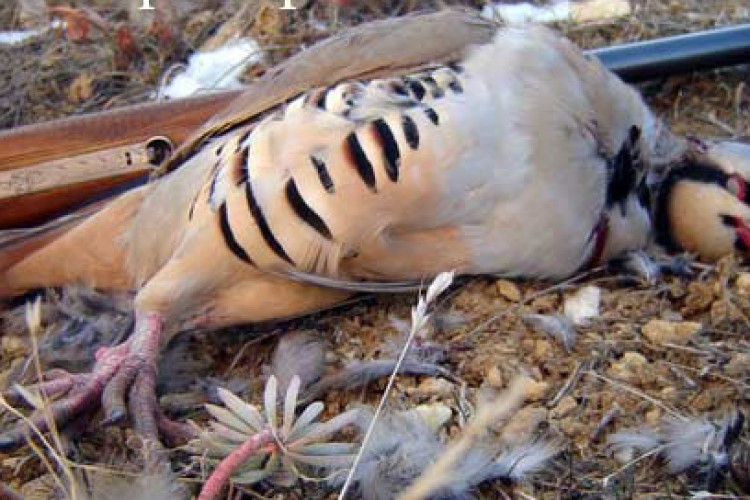 حیات کبک های زاگرس در سایه کمین شکارچیان