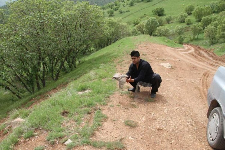 رهاسازی يك قطعه کبک در طبیعت سردره پاوه