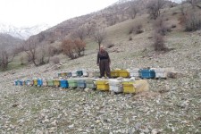 فردی که با پرورش زنبور عسل اقتصاد مقاومتی را در پاوه معنا می کند