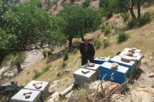 فردی که با پرورش زنبور عسل اقتصاد مقاومتی را در پاوه معنا کرد