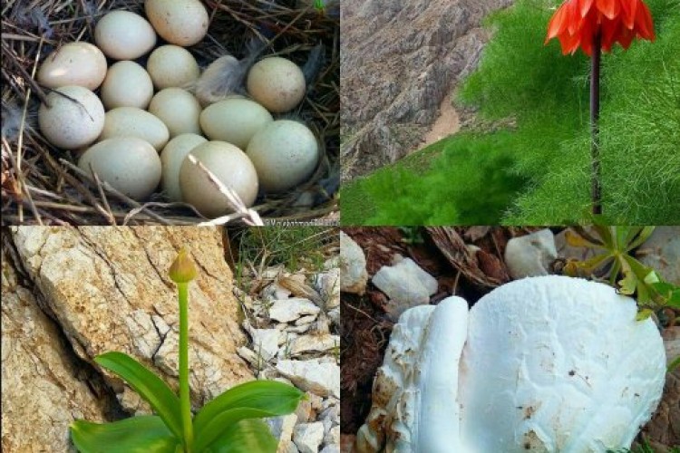 تصاویری رویایی از زیبایی های خلقت در هورامانات