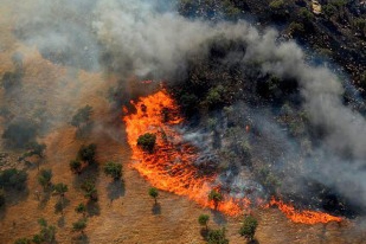 آتش سوزی در مراتع و جنگلهای شهرستان پاوه/ حریق مهار شد