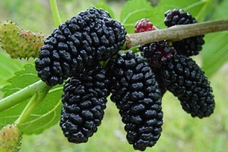 پاوه شهر باغات توت 