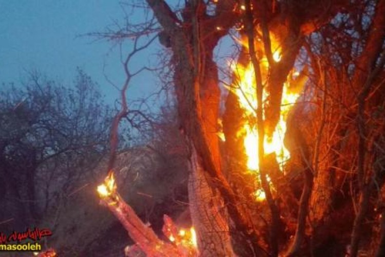 جنگل‌ها و مراتع شهر نوسود طعمه حریق شد