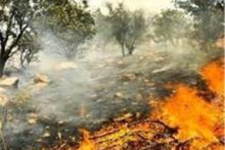 جنگل‌ها و مراتع لاران پاوه طعمه حریق شد