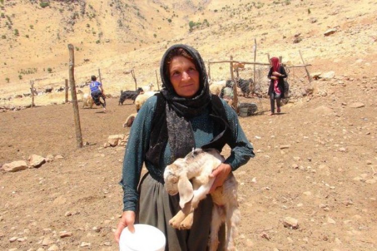 بانوی پاوه ای الگوی کارآفرینی