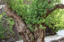 نابودي درخت سرو 700 ساله در روستاي دودان پاوه