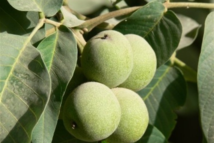 آغاز برداشت گردو از باغات پاوه 