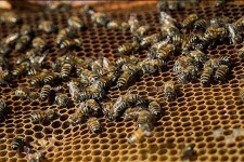 توليد بيش از 20 تن عسل در سال گذشته در شهرستان پاوه/ ضرورت ایجاد صنایع تبدیلی عسل در اين شهرستان