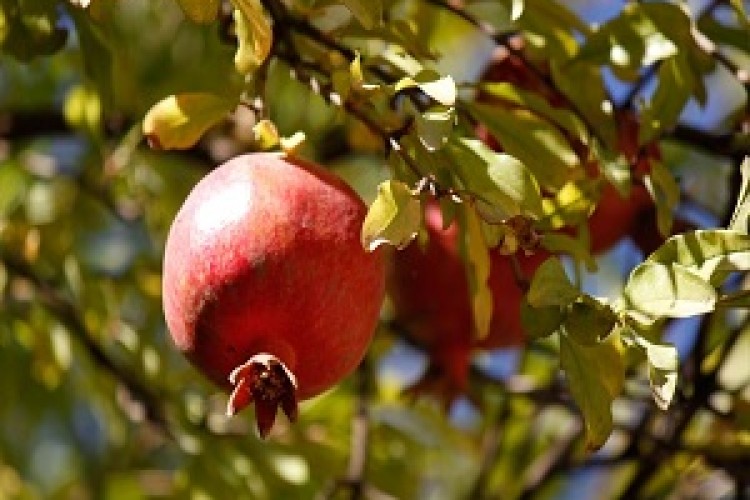 برگزاری جشنواره "انارانه" در هشت روستای شهرستان پاوه