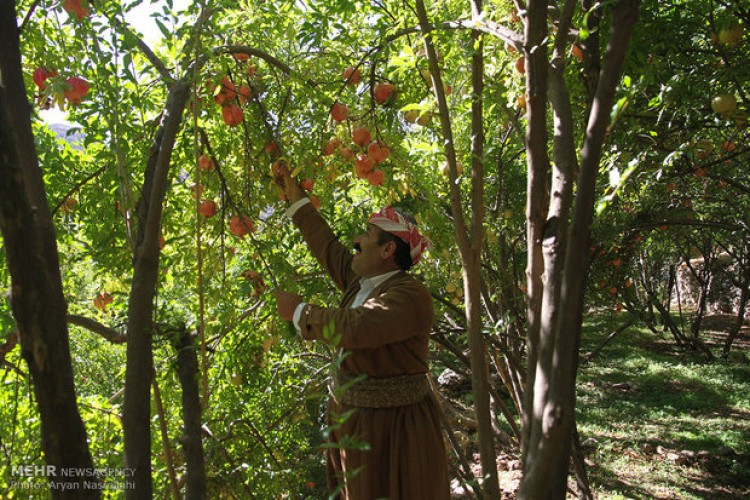 اجرای برنامه توسعه ۹۰ هکتار باغات انار در روستای دشه شهرستان پاوه