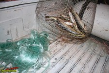 كشف و ضبط چندين قطعه ماهي ، از متخلفین در رودخانه سيروان پاوه