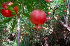 برگزاری آئین شکر گزاری میوه انار 