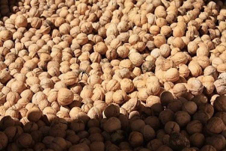 کشف و ضبط گردوی قاچاق در پاوه