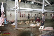 کشتارگاه دام پاوه در تعطیلي 