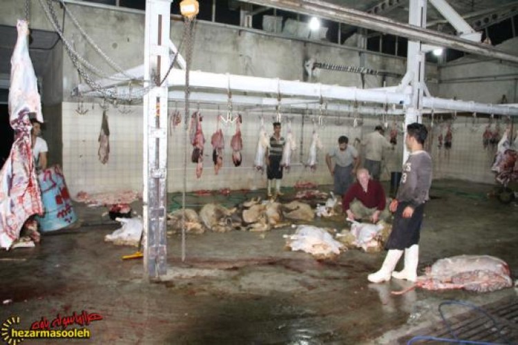 کشتارگاه دام پاوه در تعطیلي 