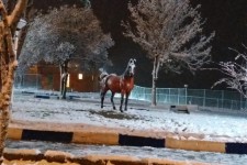 گزارش تصویری از شب برفی در پاوه