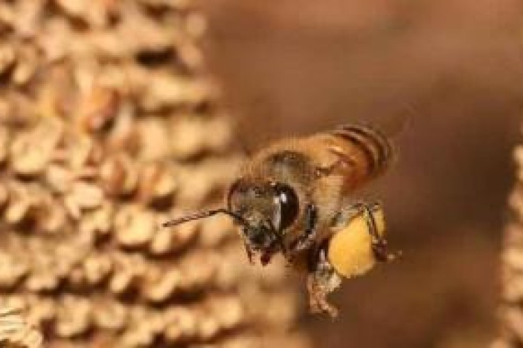 لشکرکشی ملکه چینی به قلمرو ملکه ایرانی