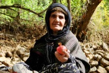 یک یادگاری خوراکی از نیاکان برای امروز در پاوه/ لزوم برندسازی رب انار اورامانات + تصاویر