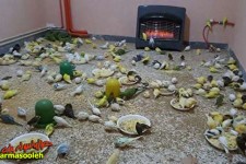 کشف و ضبط تعداد 775 قطعه پرنده زینتی توسط مأمورین هنگ مرزی شوشمی پاوه+تصاویر