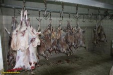 مجهز شدن کشتارگاه دام پاوه به سیستم پیش سرد 