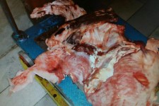 کشف محموله گوشت کشتار غیرمجاز در پاوه