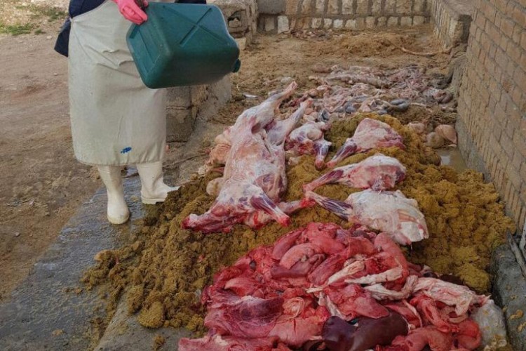 امحاء بیش از ۲۳ تن فرواده خام دامی ناسالم در شهرستان پاوه در سال جاری