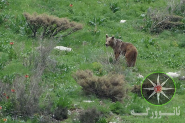 دیده شدن یک خرس پیر گیاه خوار در کوهستان ویراش روستاي زردويي پاوه