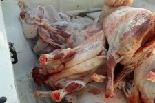 کشف ۸۰ کیلوگرم گوشت کشتار غیر مجاز در پاوه 