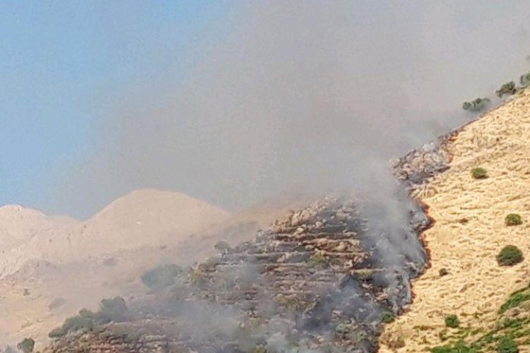 تاکستان های ارتفاعات شهر پاوه طعمه حریق شد