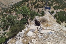 رها سازی یک بهله عقاب در منطقه حفاظت شده بوزین و مرخیل 