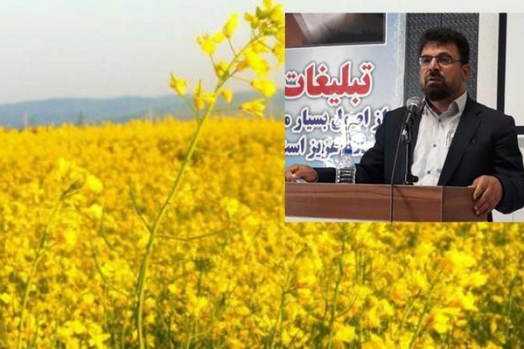 تاکنون 700 تن گیاه کلزا از مزارع شهرستان روانسر برداشت شد/  آفت این گیاه، بدلیل تغییرات دما و شرایط محیطی است