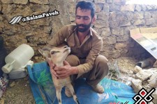 دوستداران محیط زیست درپاوه بز وحشی را نجات دادند+ عکس