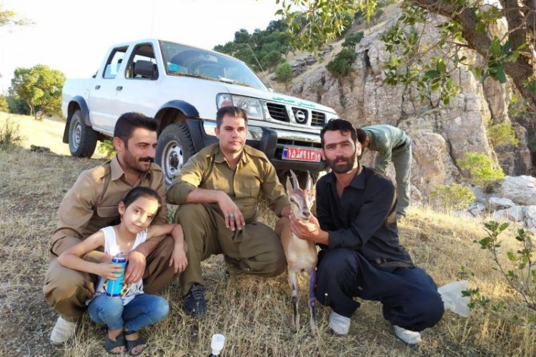 رهاسازی بز وحشی مداوا شده در دامن طبیعت پاوه/عکس