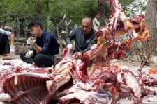 پنجمین دوره مراسم عید قربان در شهر بانه وره برپا گردید/قربانی 133 راس احشام