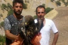 رهاسازی یک بُهله عقاب در ثلاث باباجانی