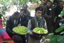 گزارش تصویری از جشنواره شکرانه توت و انجیر در روستای گلال پاوه
