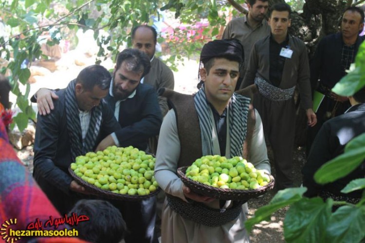 گزارش تصویری از جشنواره شکرانه توت و انجیر در روستای گلال پاوه