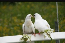 در خصوص ادامه تقویت مهارتهای ارتباطی زوجین 