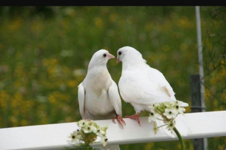 در خصوص ادامه تقویت مهارتهای ارتباطی زوجین 