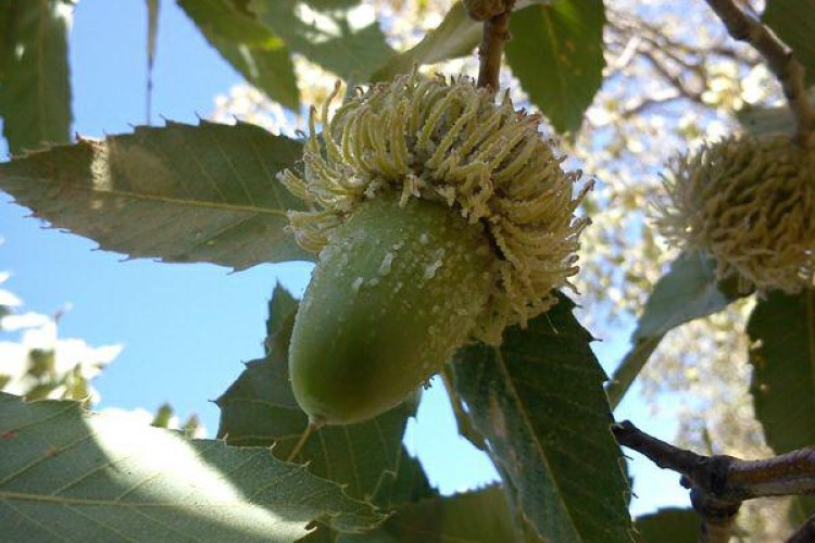  هیچ خاصیت درمانی نمی تواند مرگ یک درخت بلوط را توجیه نماید