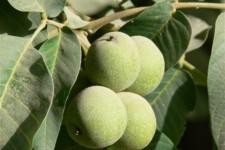 آغاز برداشت گردو از باغات پاوه /پیش بینی بر داشت بیش از 1400 تن گردو