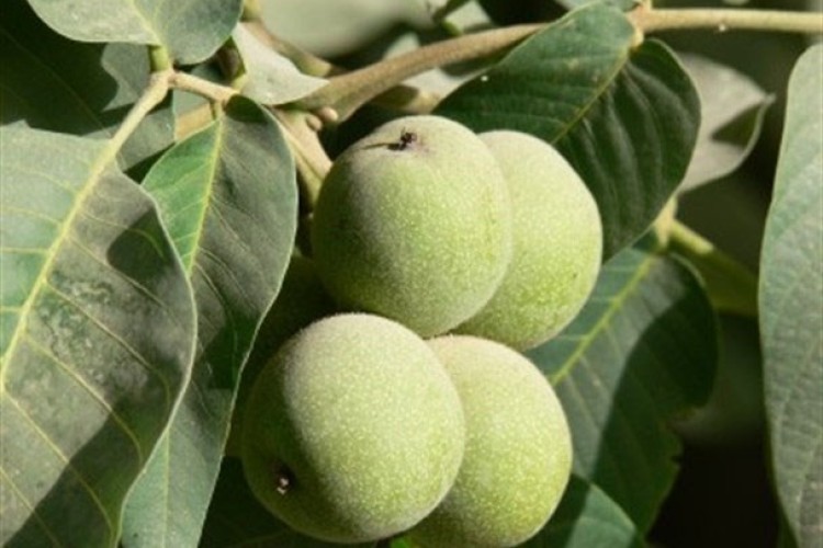 آغاز برداشت گردو از باغات پاوه /پیش بینی بر داشت بیش از 1400 تن گردو