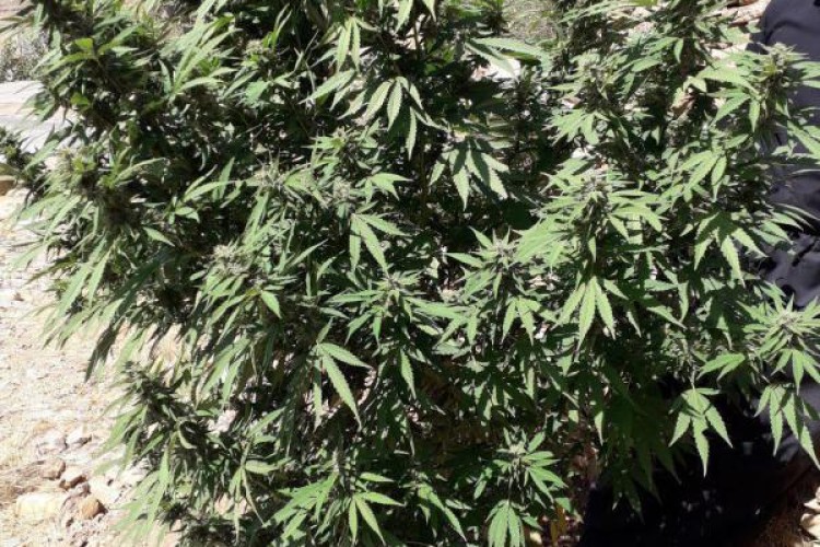 کشف و امحاء مزرعه ماری جوانا در مناطق مرزی پاوه