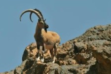 تراژدی غمبار «کله هرز»/ ترفندی غیرانسانی برای شکار کَل‌های شاهو