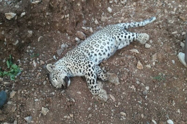 هاری، دلیل مرگ پلنگ ایرانی در سروآباد بود