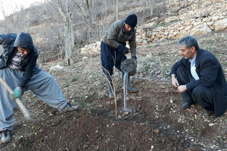 درخت بکارید، هدیه بگیرید