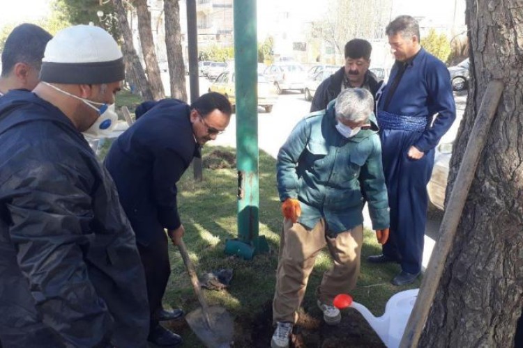 آغاز عملیات کاشت چند هزار اصله نهال توسط شهرداری پاوه